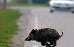 Scooter, cinghiale, centauro, ospedale