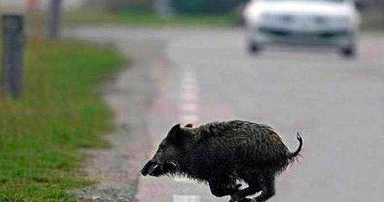 Scooter, cinghiale, centauro, ospedale