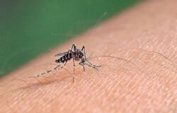 West Nile Virus, ASReM,