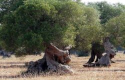 Xylella, ulivi