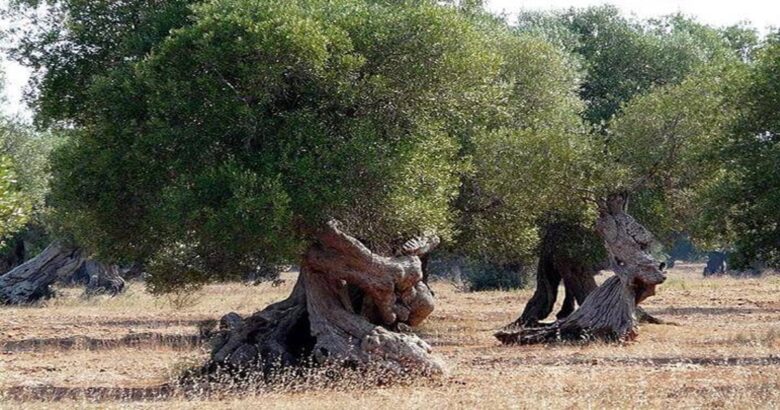 Xylella, ulivi