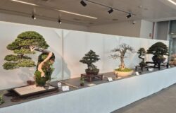 Isernia, Auditorium, Bonsai, giardino giapponese, Mostra, Molise