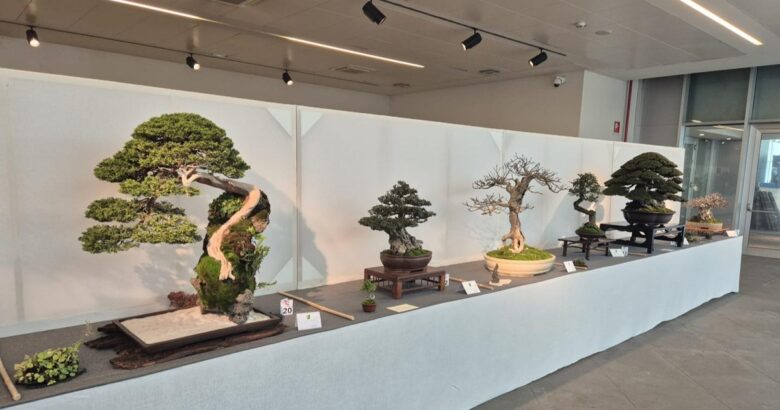Isernia, Auditorium, Bonsai, giardino giapponese, Mostra, Molise