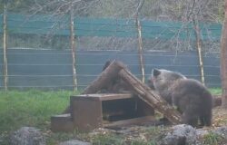 Nina, orsetta, marsicana, boschi, Parco