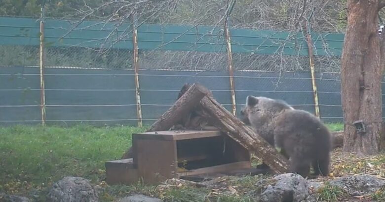 Nina, orsetta, marsicana, boschi, Parco