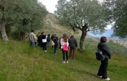 Venafro, Camminata tra gli Olivi