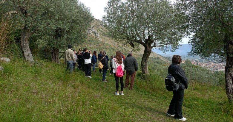 Venafro, Camminata tra gli Olivi