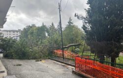 Venafro, albero, villa comunale, abitazioni