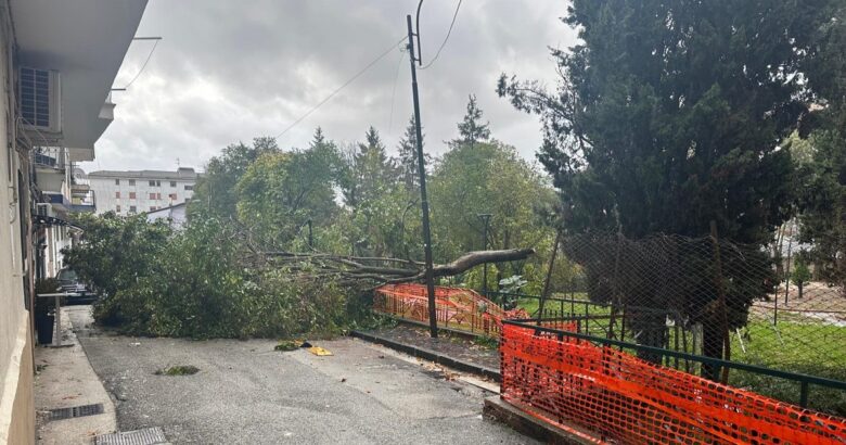 Venafro, albero, villa comunale, abitazioni