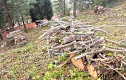 Campobasso, legna, disboscamento, castello Monforte