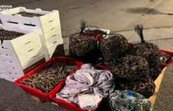 Guardia di Finanza, maxi-sequestro, pesce irregolare, sanzioni