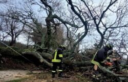 Albero, crolla, strada, famiglie, corrente, riscaldamento