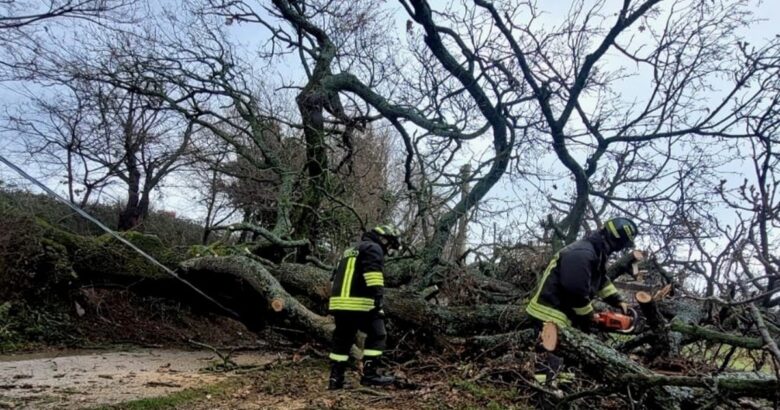 Albero, crolla, strada, famiglie, corrente, riscaldamento