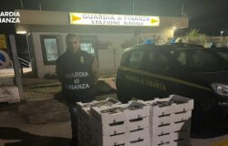 Blitz, Guardia di Finanza, sequestro, pesce