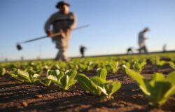 contributi agricoltura