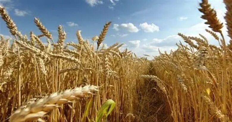 grano duro