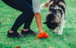 Campobasso, deiezioni canine, ordinanza, multe