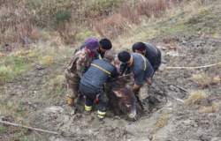 asini, Vigili del Fuoco