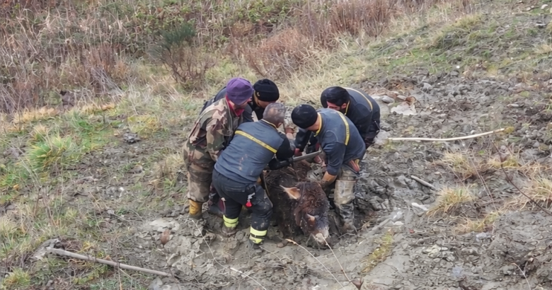 asini, Vigili del Fuoco