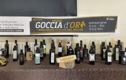 larino, goccia d'oro