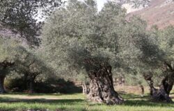 Venafro, Parco dell’Olivo, prevenzione, Xylella