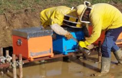 Maltempo, apicoltura, crisi