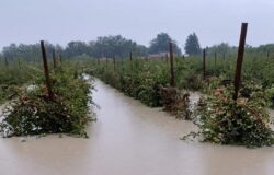 Stato di calamità, agricoltura, Molise, risarcimenti, imprese