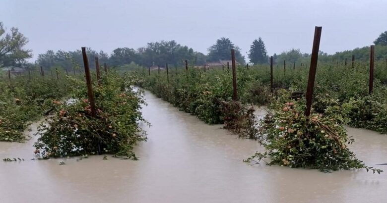 Stato di calamità, agricoltura, Molise, risarcimenti, imprese