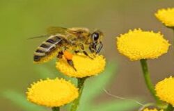 api, sentinelle, ambiente, Campobasso