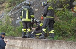capriolo, dirupo, salvato, Vigili del Fuoco
