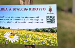 Campobasso, No Mow May, prati urbani