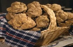 Associazione Nazionale Città del Tartufo